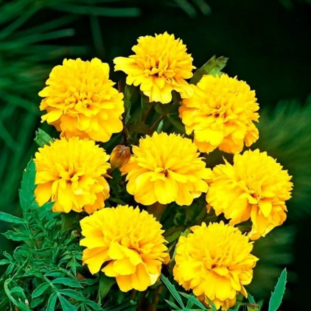 Fransk tagetes 'Petite Gold'