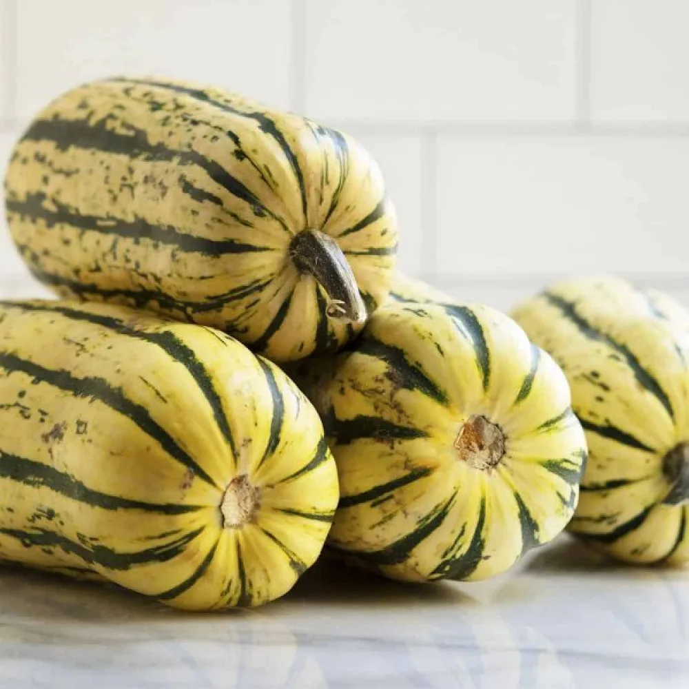 Pumpa 'Delicata' gräddvit