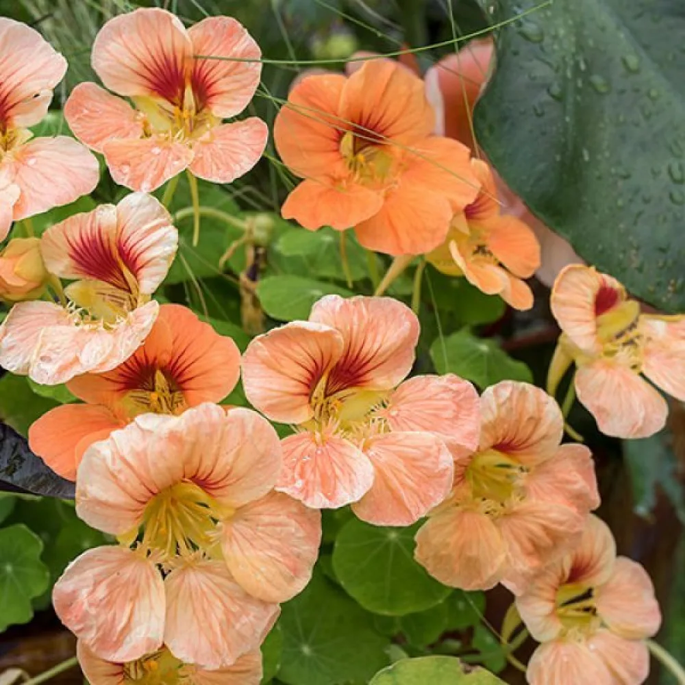 Krasse 'Apricot'