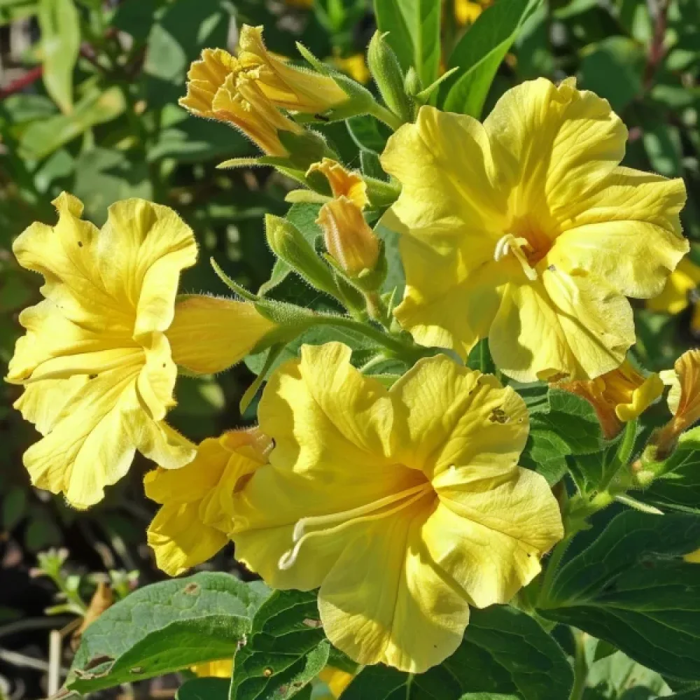 Underblomma – gul