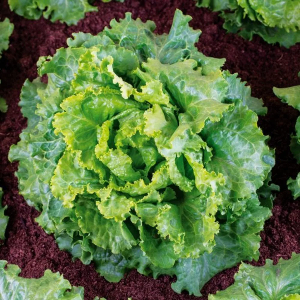 Isbergssallat 'Doree de Printemps'