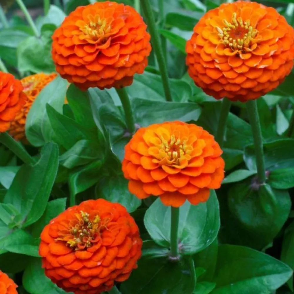 Zinnia 'Super Yoga Orange'