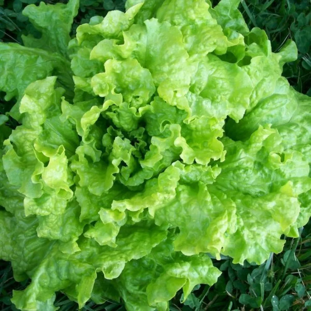 Sallad 'Gentilina'