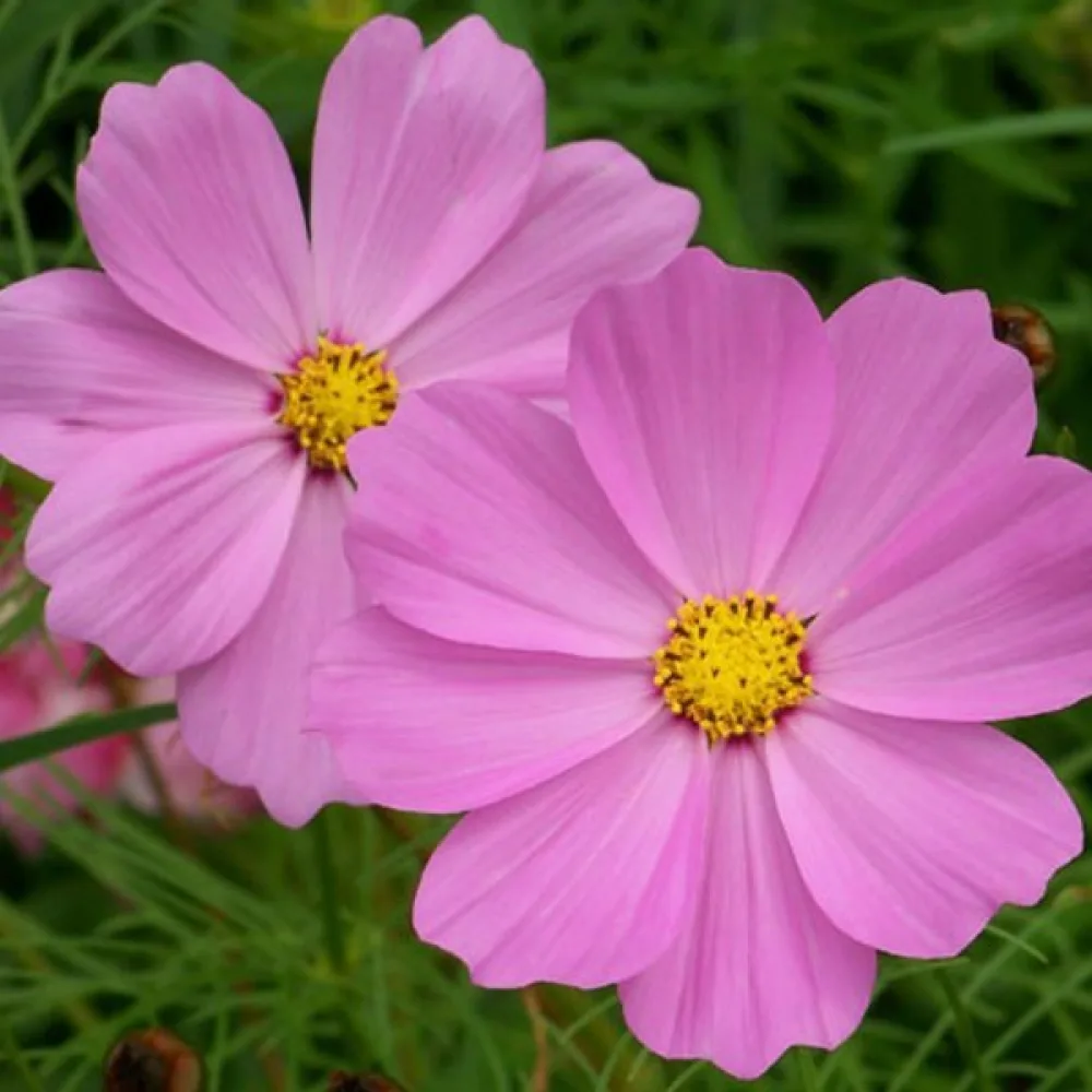 Rosenskära 'Vega' rosa