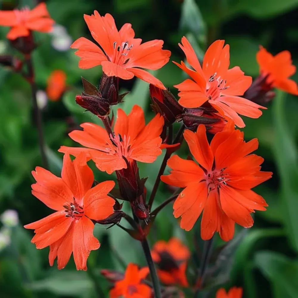 Studentnejlika Lychnis chalcedonica, mix