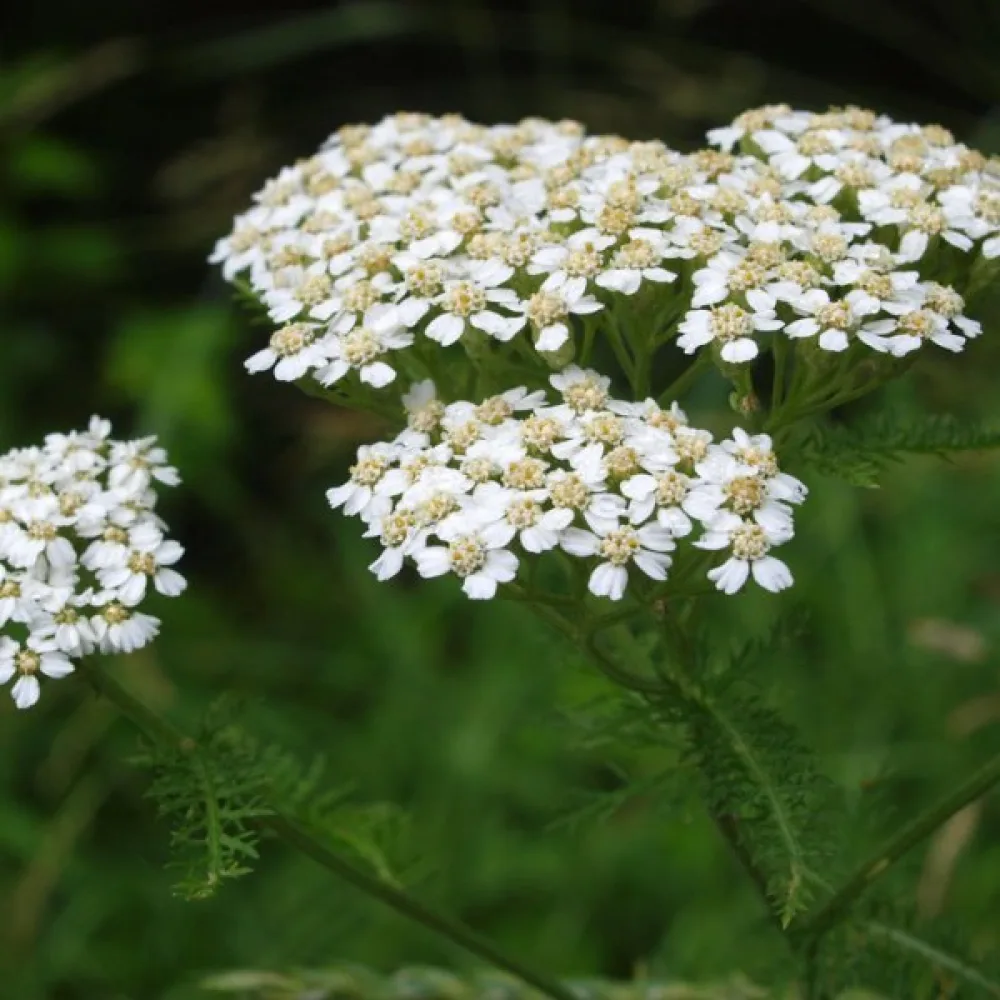 Röllika Achillea millefolium
