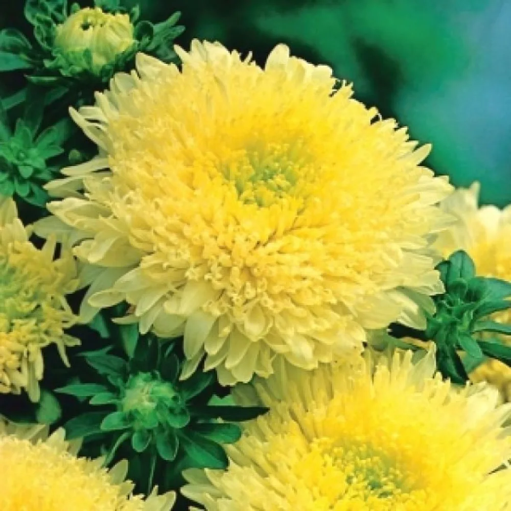 Sommaraster 'Bolero' – gul
