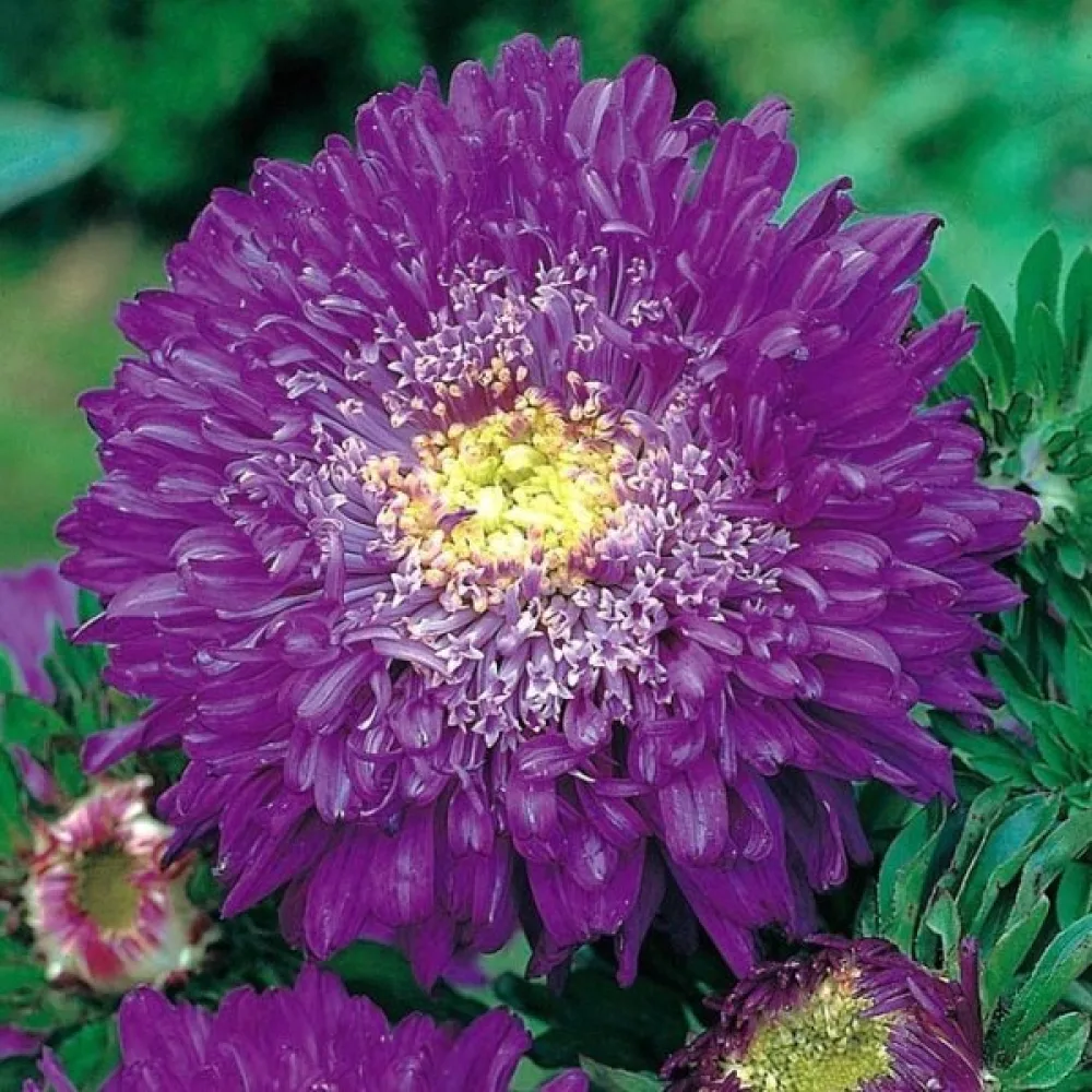Sommaraster 'Bolero' – violett