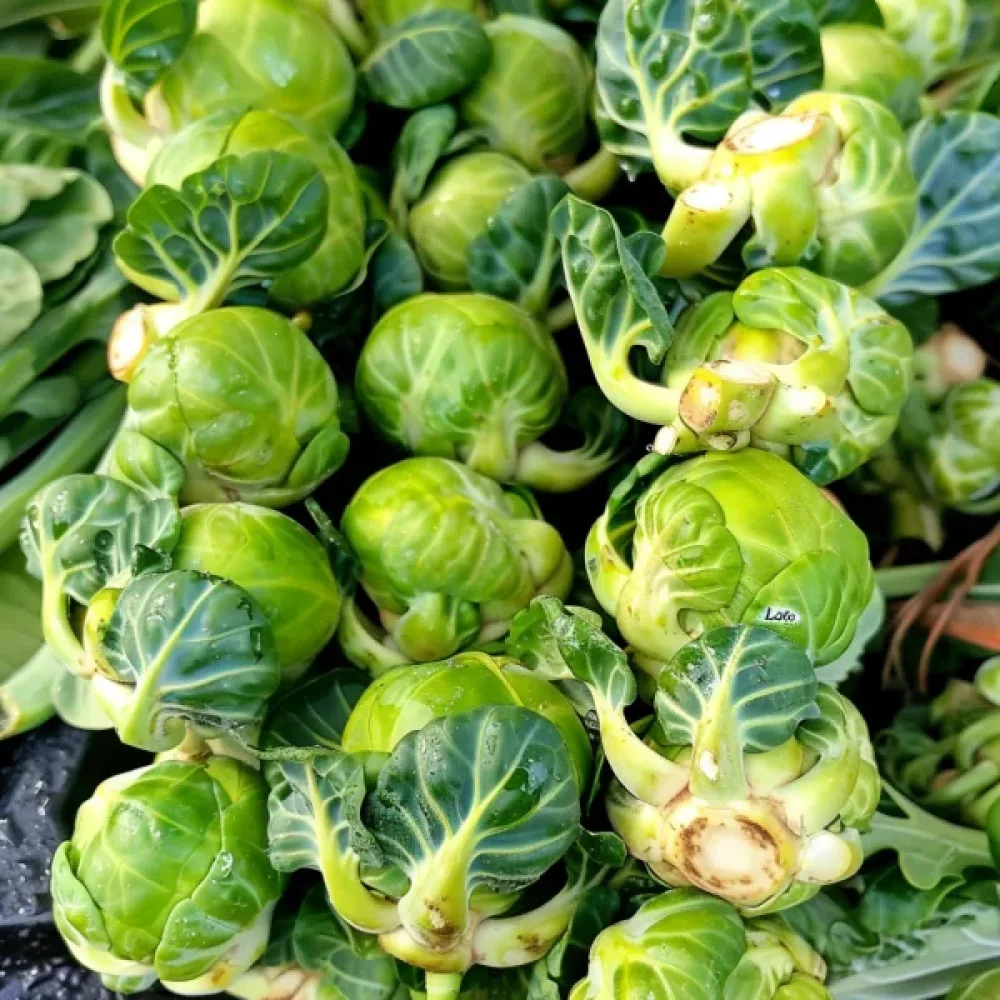 Brysselkål 'Sanda'