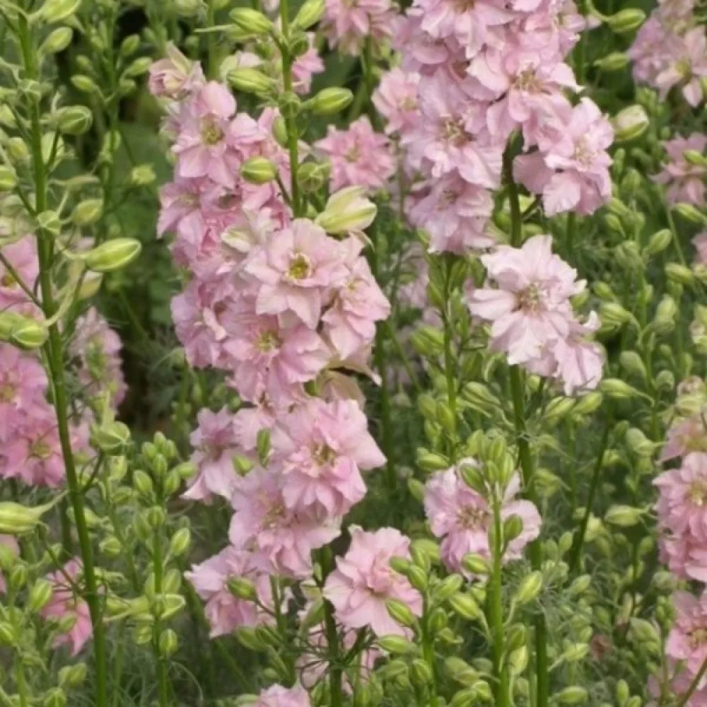 Sommarriddarsporre 'Pink Queen' – ljusrosa
