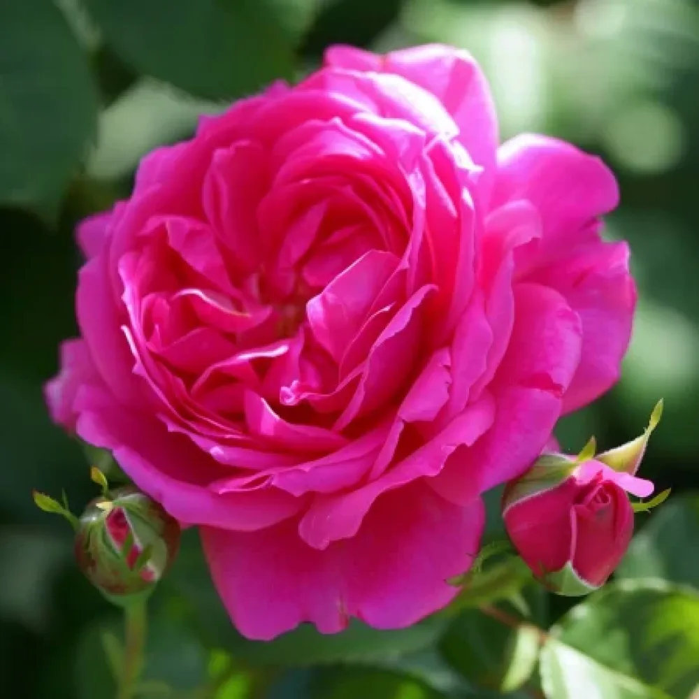 Ros 'Blooming Cloud' – barrotad