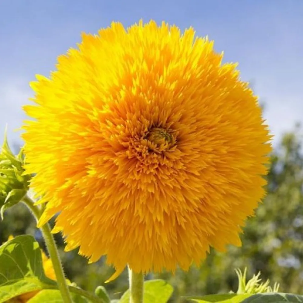 Solros 'Dwarf Sungold'