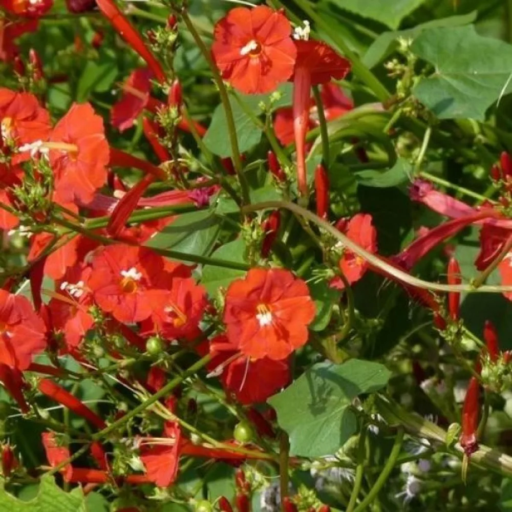 Blomman för dagen Ipomoea luteola – orange