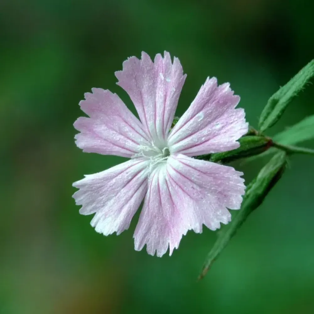 Vild nejlika, rosa, enkel