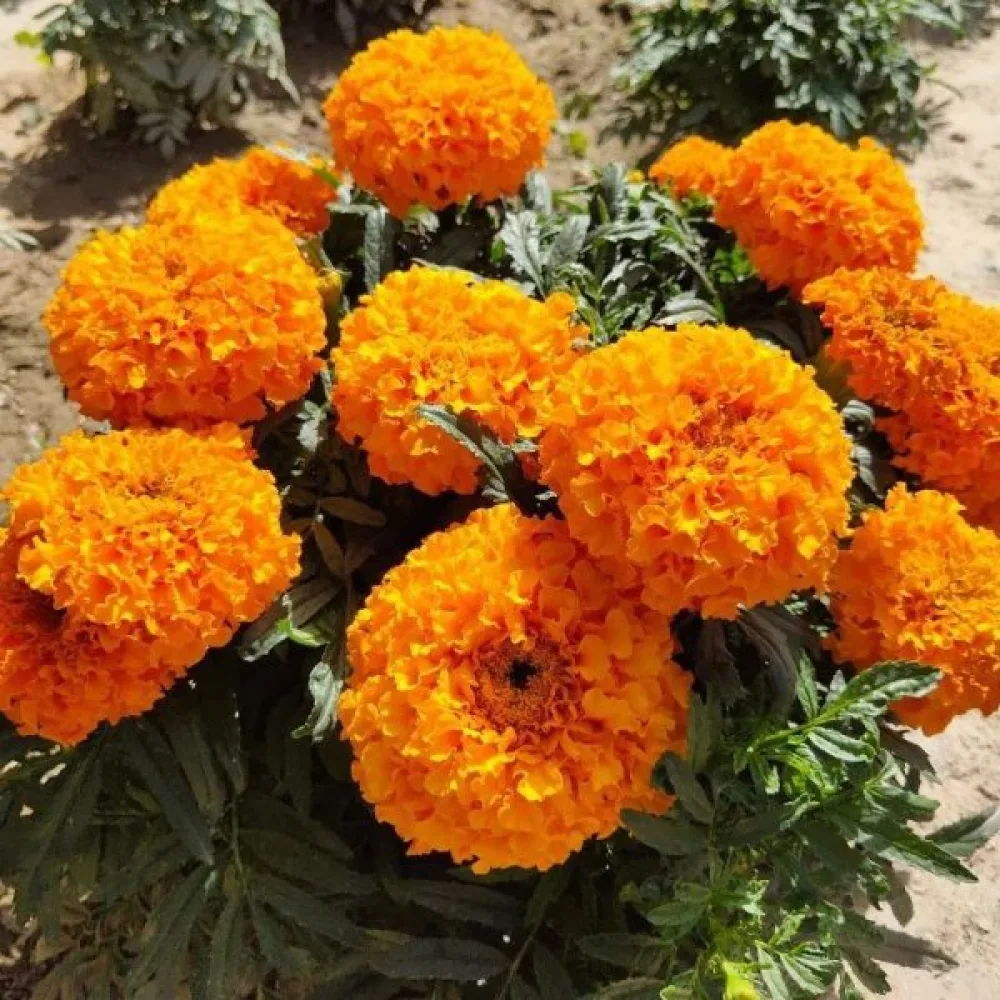 Fransk tagetes 'Harvest Moon'