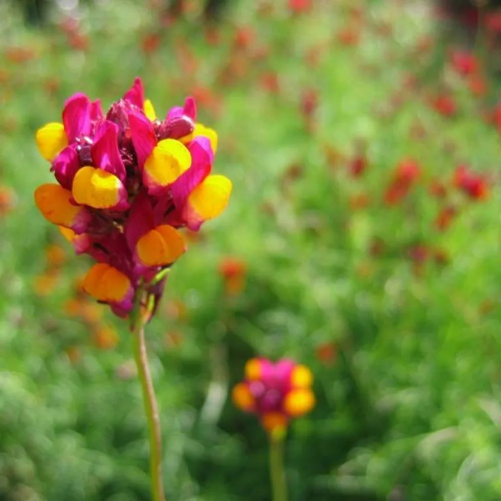 Sporre 'Aureopurpurea'