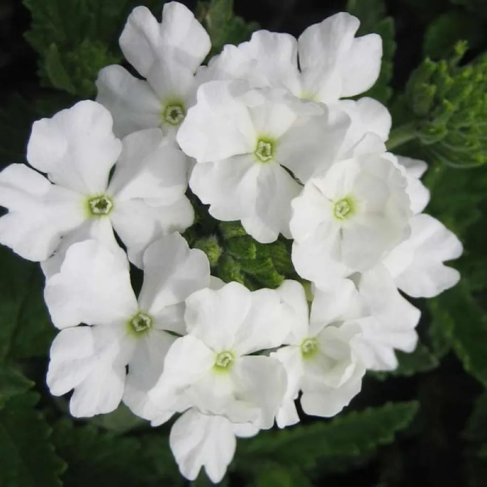Verbena, vit