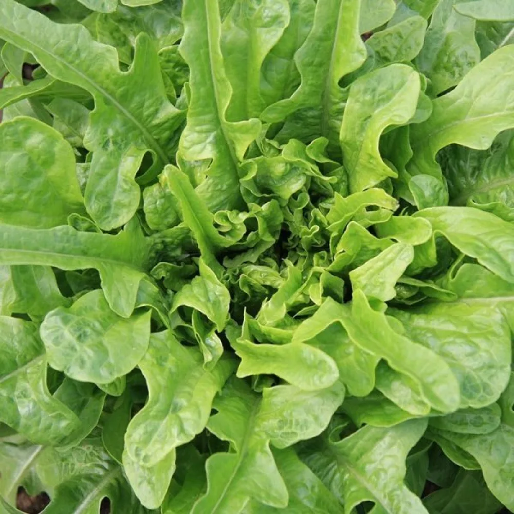 Sallad 'Catalogna'