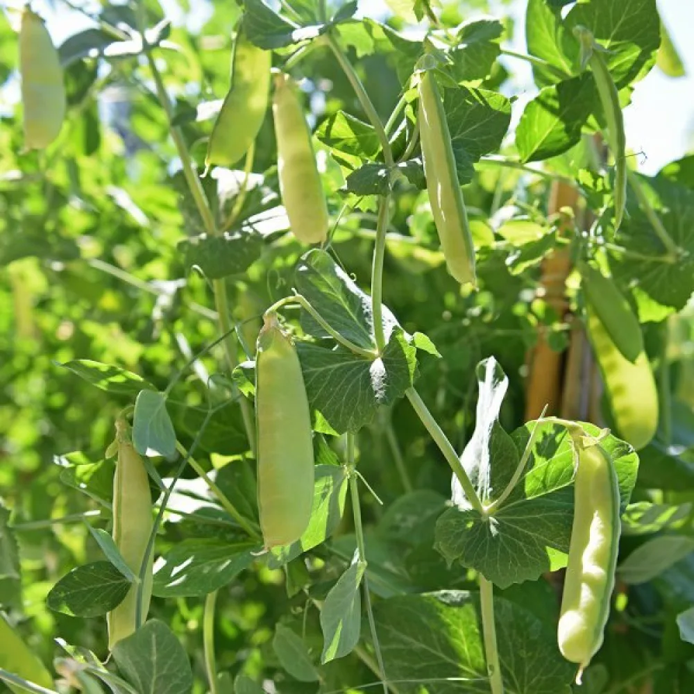 Sockerärt 'Corne de Bélier'