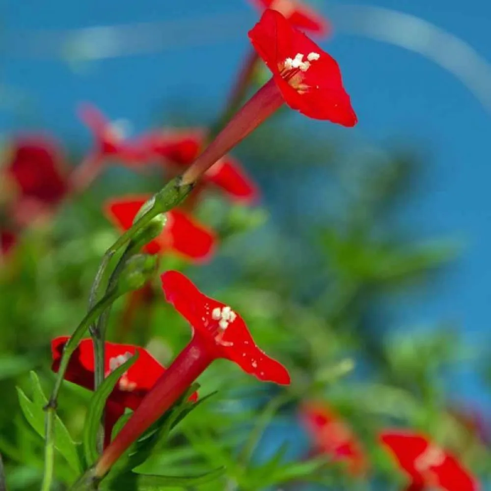 Kardinalvinda 'Cardinal Climber'