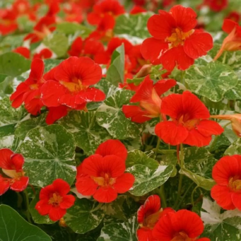 Krasse 'Alaska Scarlet'
