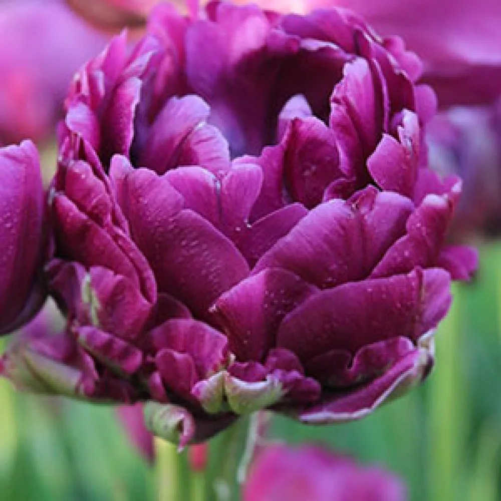 Tulpan 'Negrita Double'