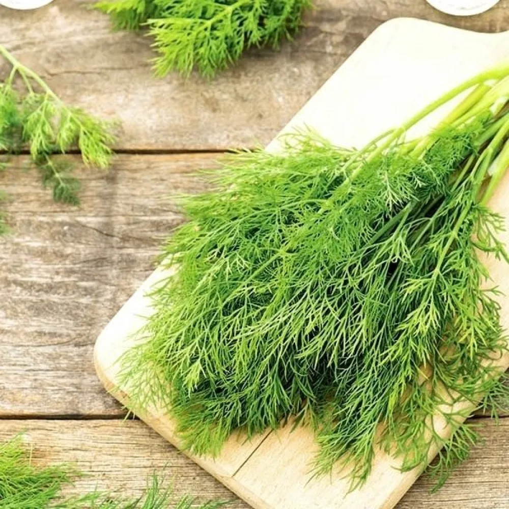 Dill 'Szmaragd'