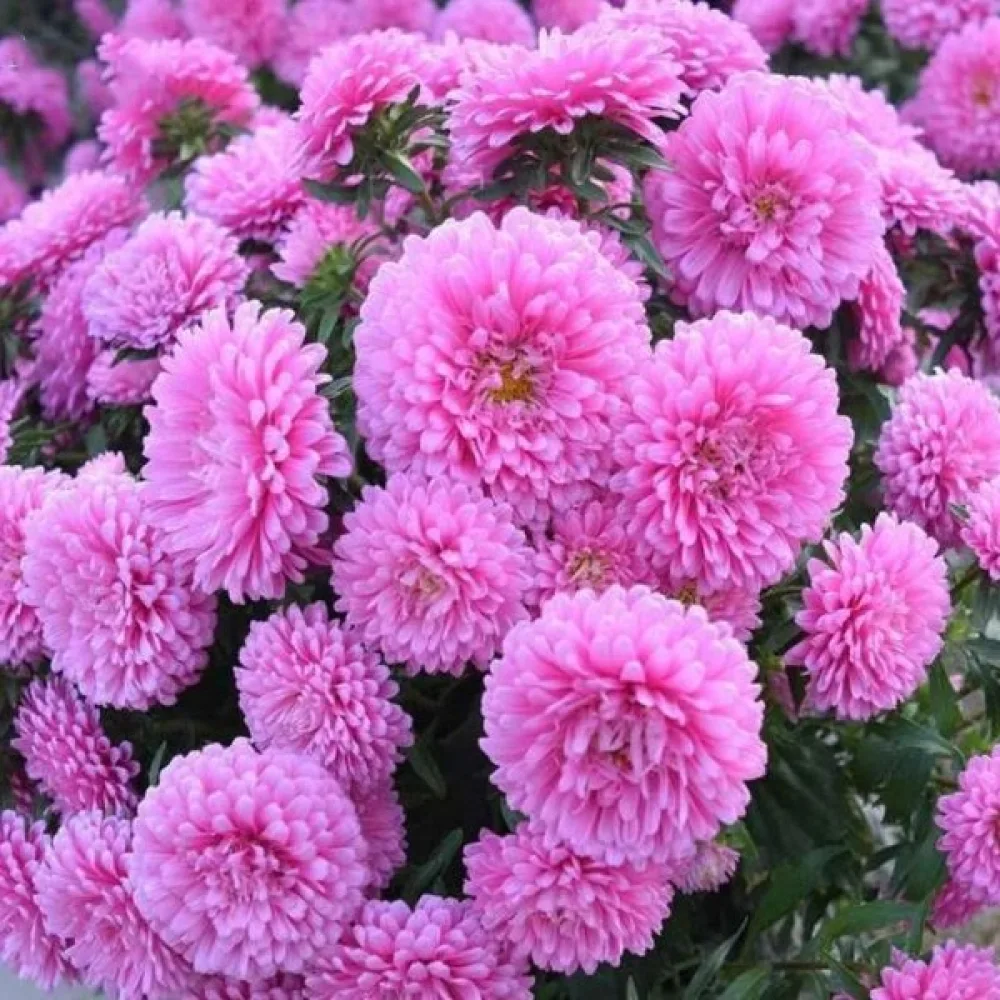 Sommaraster 'Milady' ljusrosa
