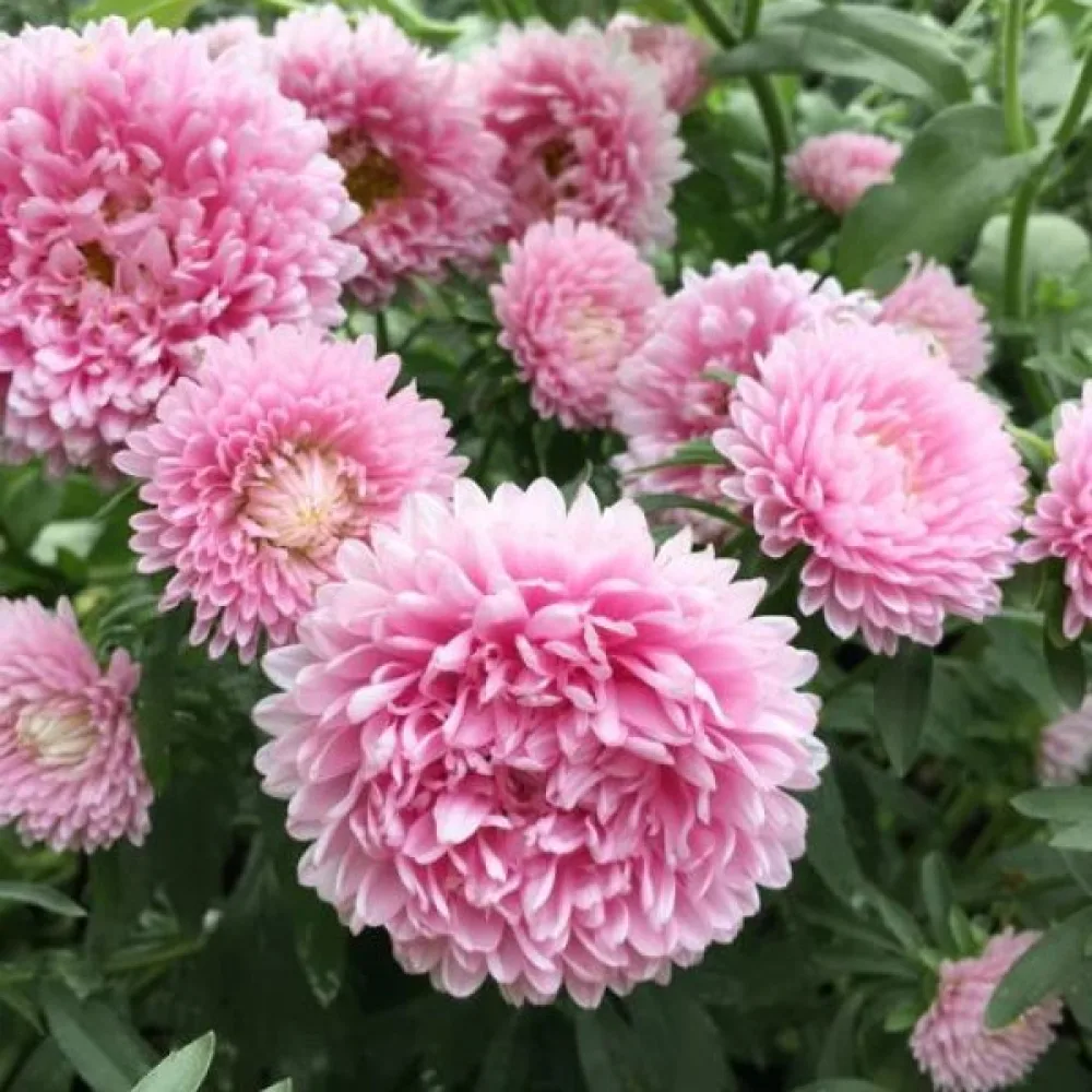 Sommaraster pionblommig – laxrosa