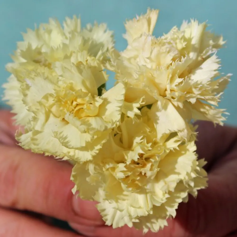 Nejlika Chabaud 'Marie Chabaud'