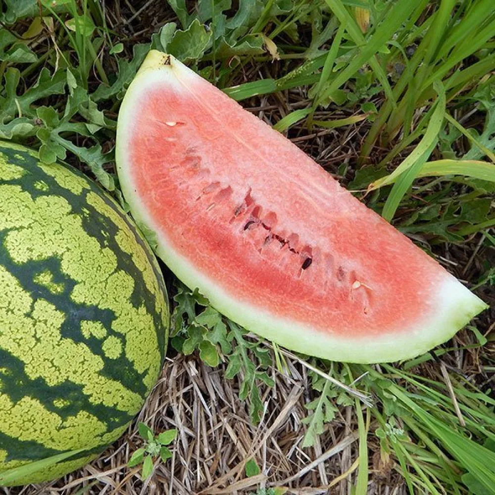 Vattenmelon 'Moro' F1