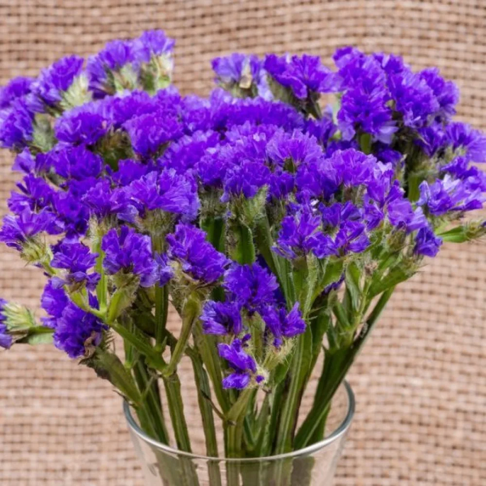 Praktrisp Limonium sinuatum – lila