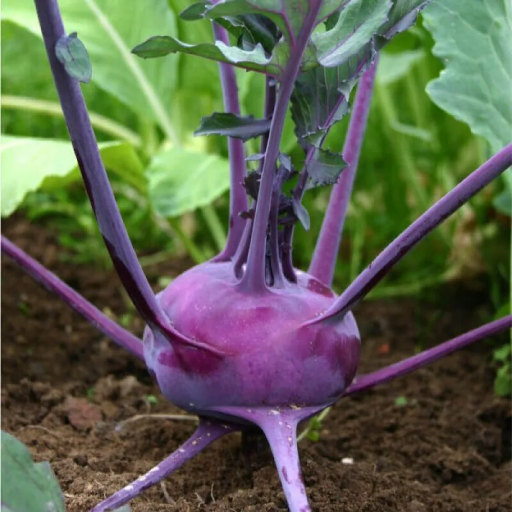 Kålrabbi 'Delikatess Blauer'