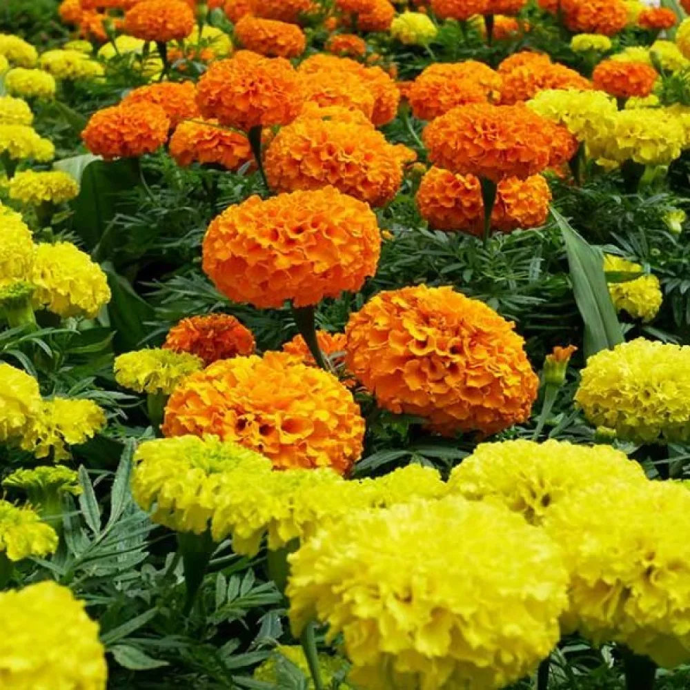 Fransk tagetes 'Boy Golden'