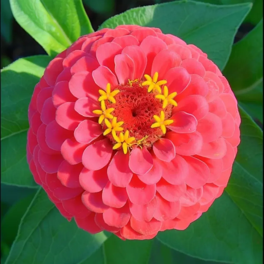 Zinnia 'Attraktion', korall