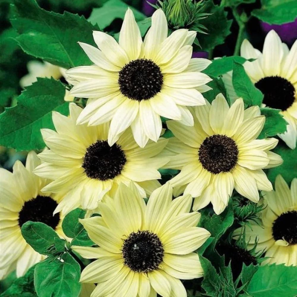 Solros 'Vanilla Ice'