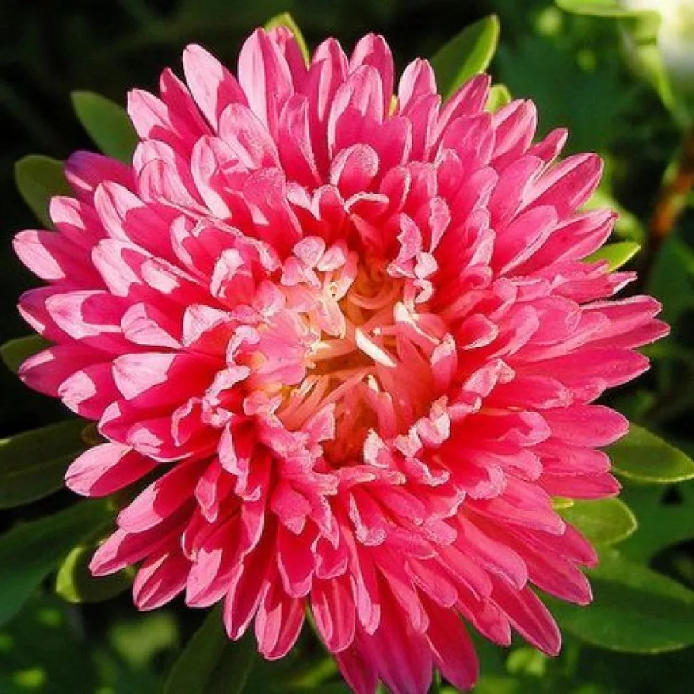 Sommaraster Pompon – laxröd