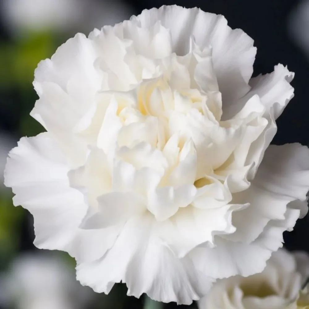 Nejlika Chabaud 'Jeanne Dionis'