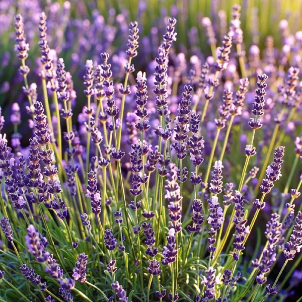 Äkta lavendel