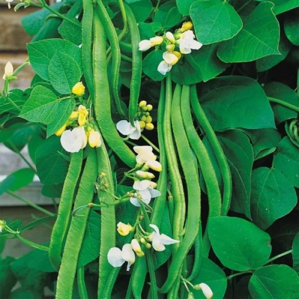 Rosenböna 'Emergo'