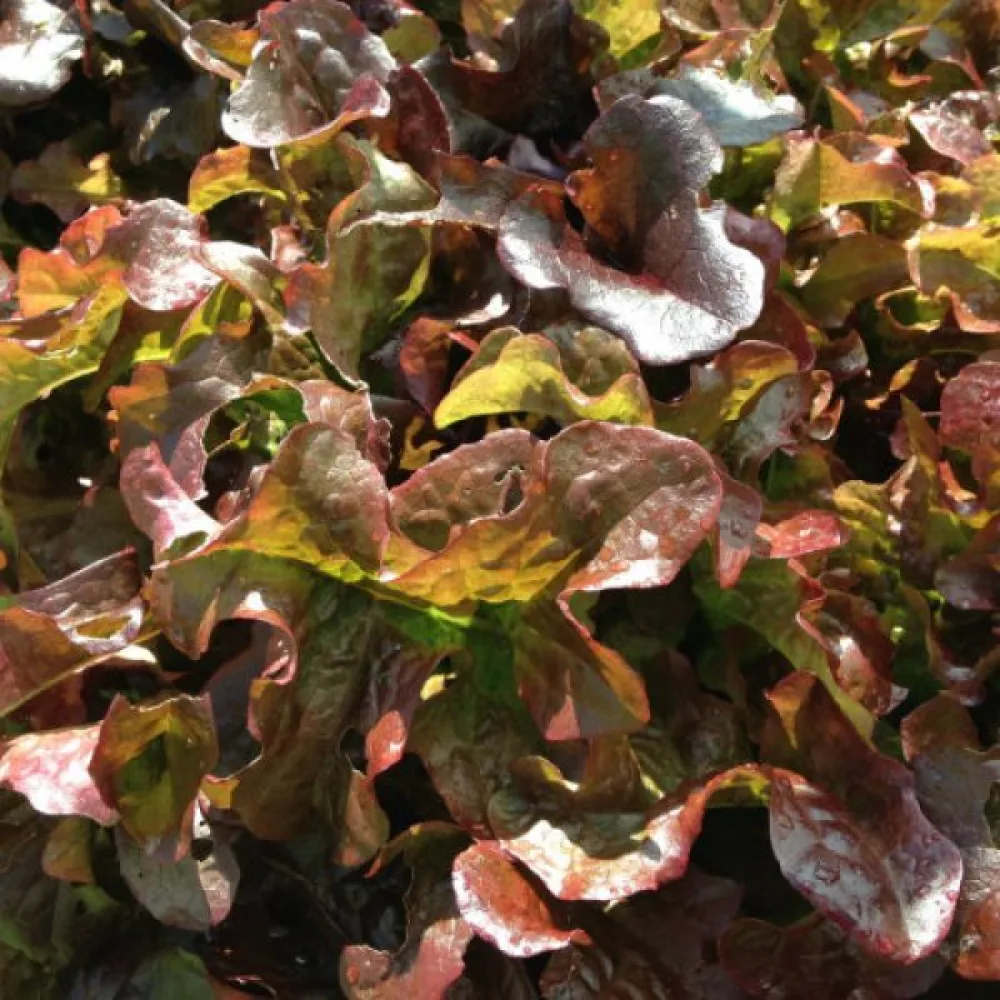 Sallad 'Red Salad Bowl'