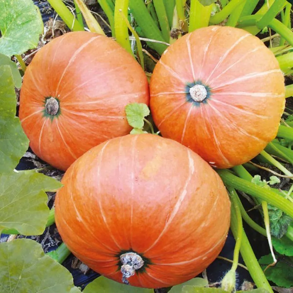 Pumpa 'Amazonka'