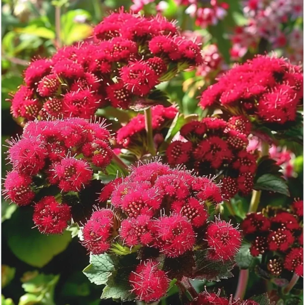 Ageratum, röd