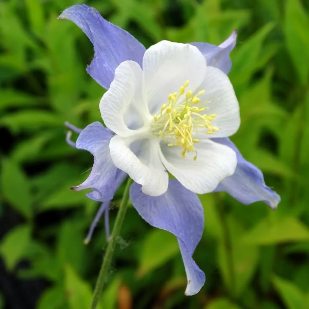 Akleja 'Blue Star'