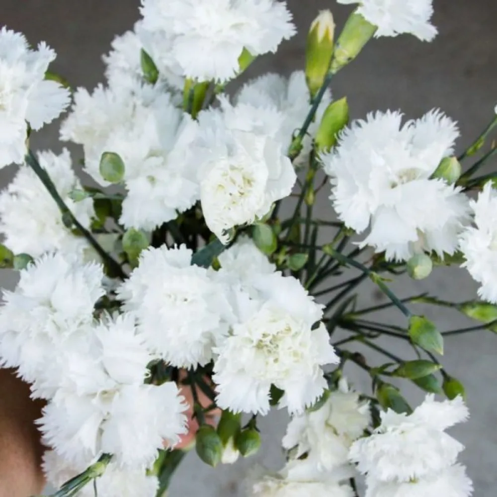 Nejlika Chabaud 'Jeanne Dionis'