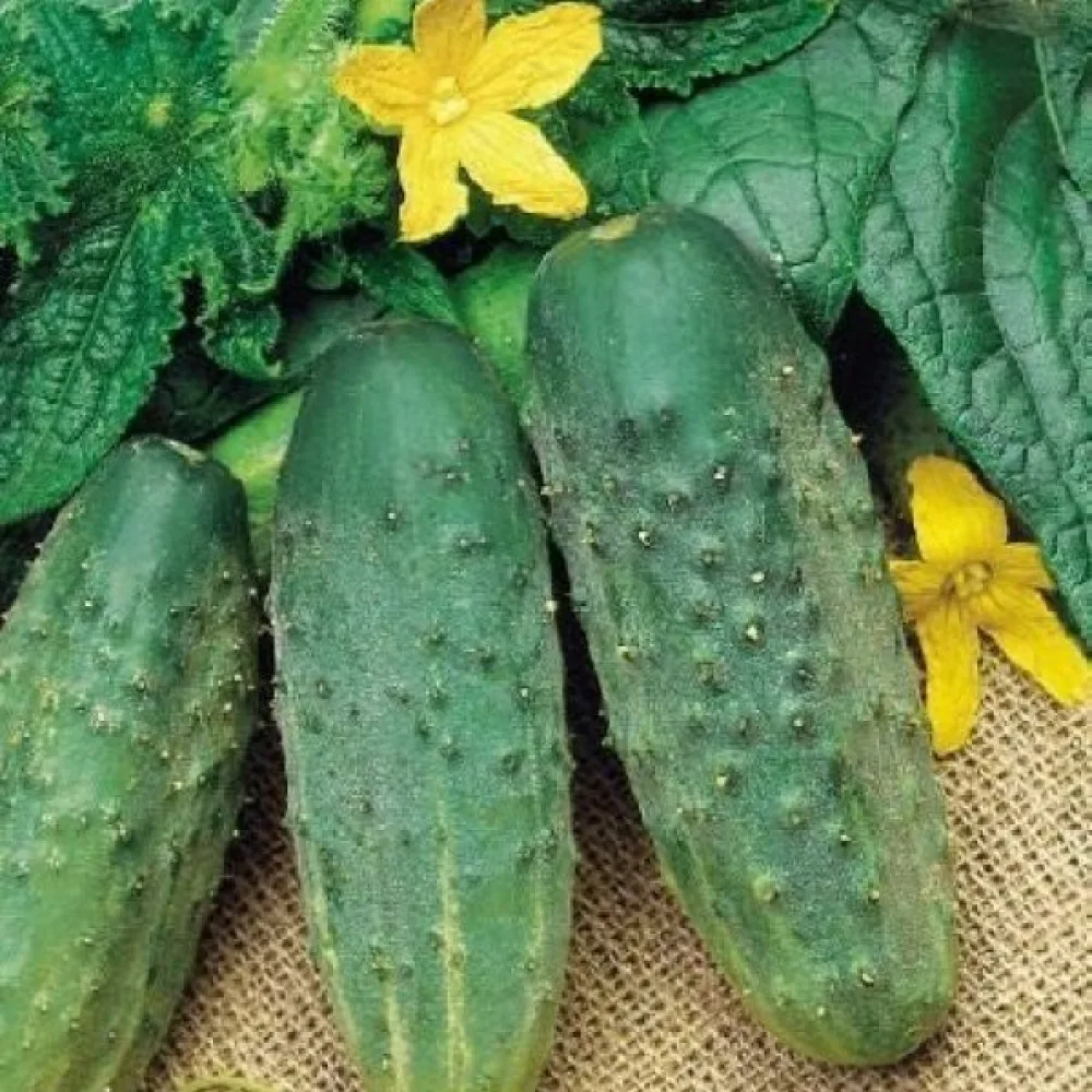 Druvgurka 'Racibor' F1