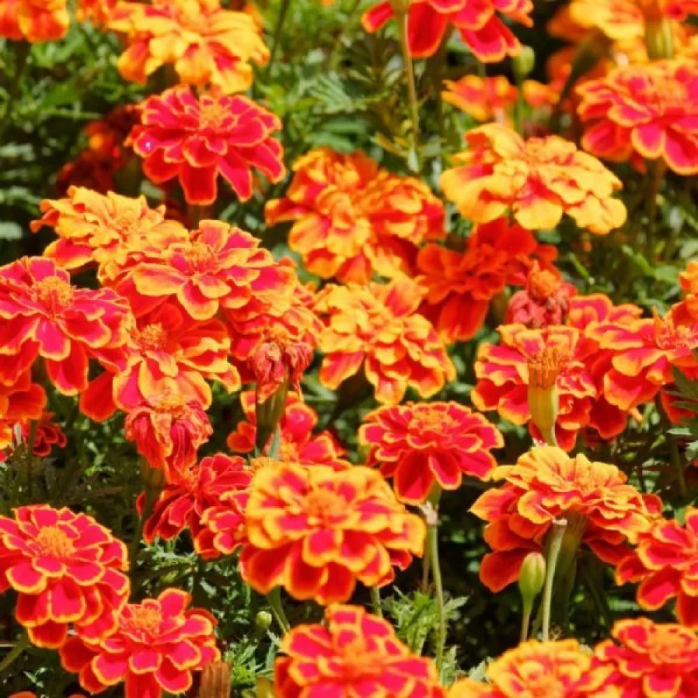 Fransk tagetes 'Carmen'