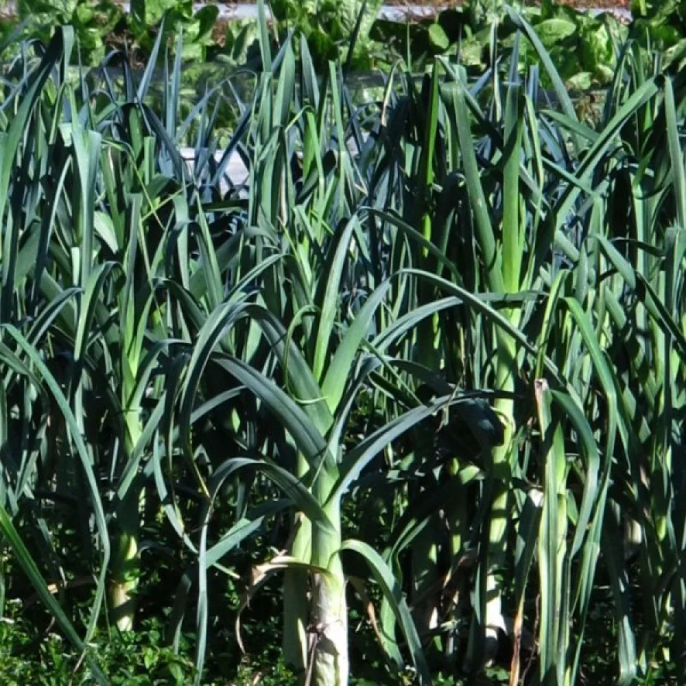 Purjolök 'Blaugrüner Winter'