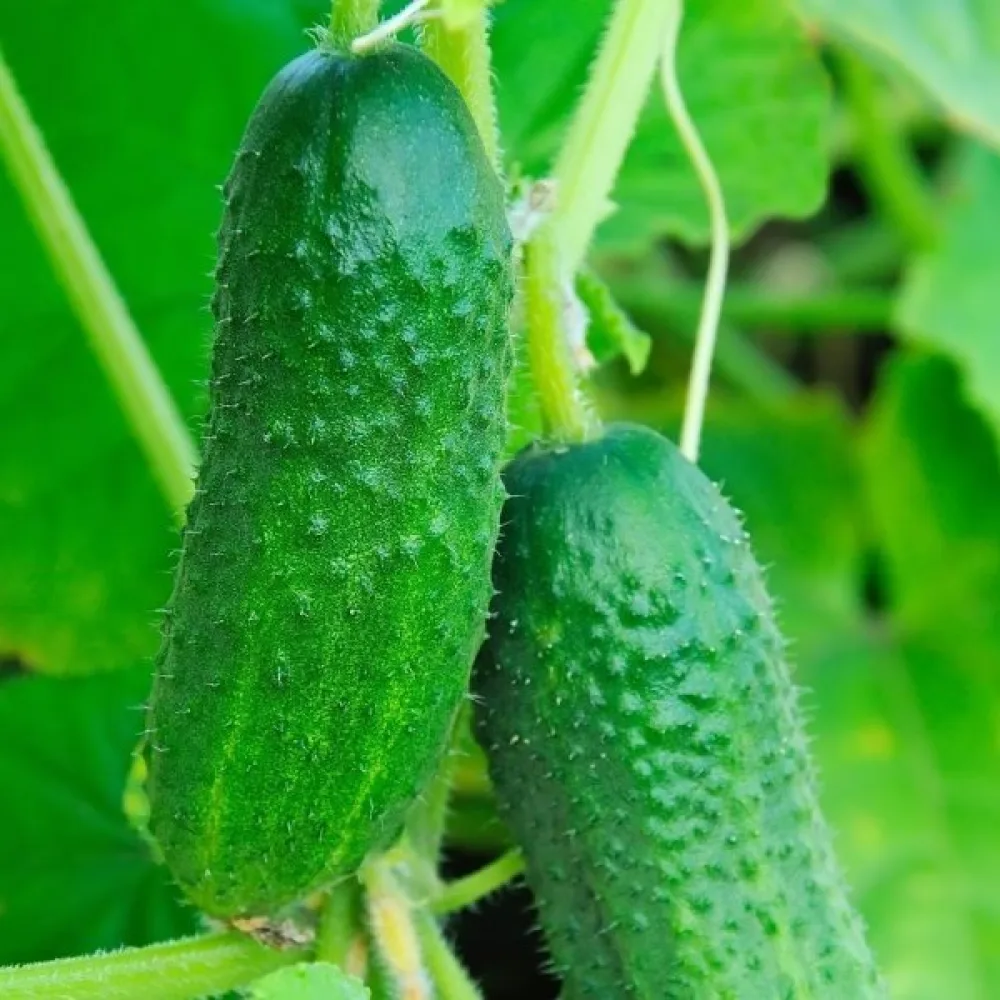 Druvgurka 'Julian' F1