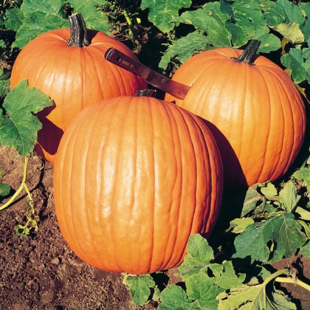 Pumpa 'Howden' 6–11 kg